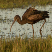 Glossy ibis