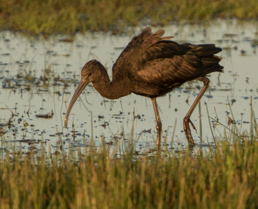 Glossy ibis