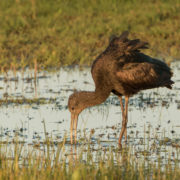 Glossy ibis