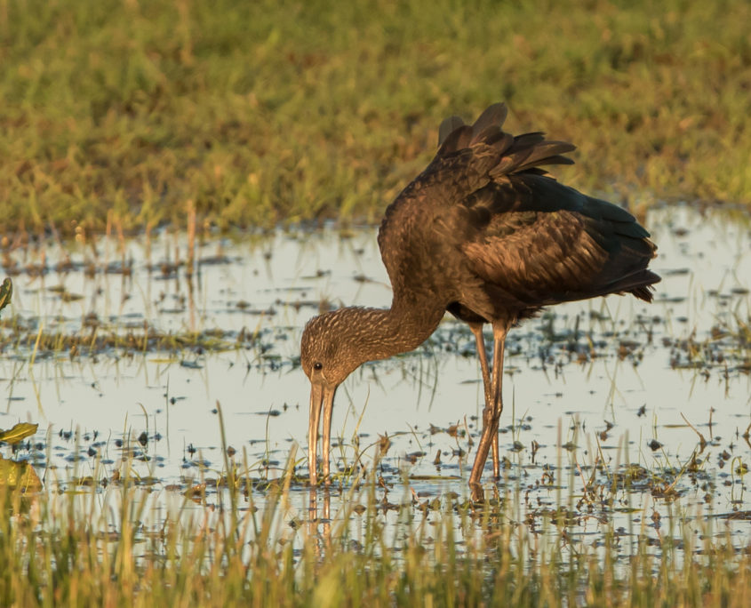 Glossy ibis