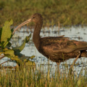 Glossy ibis