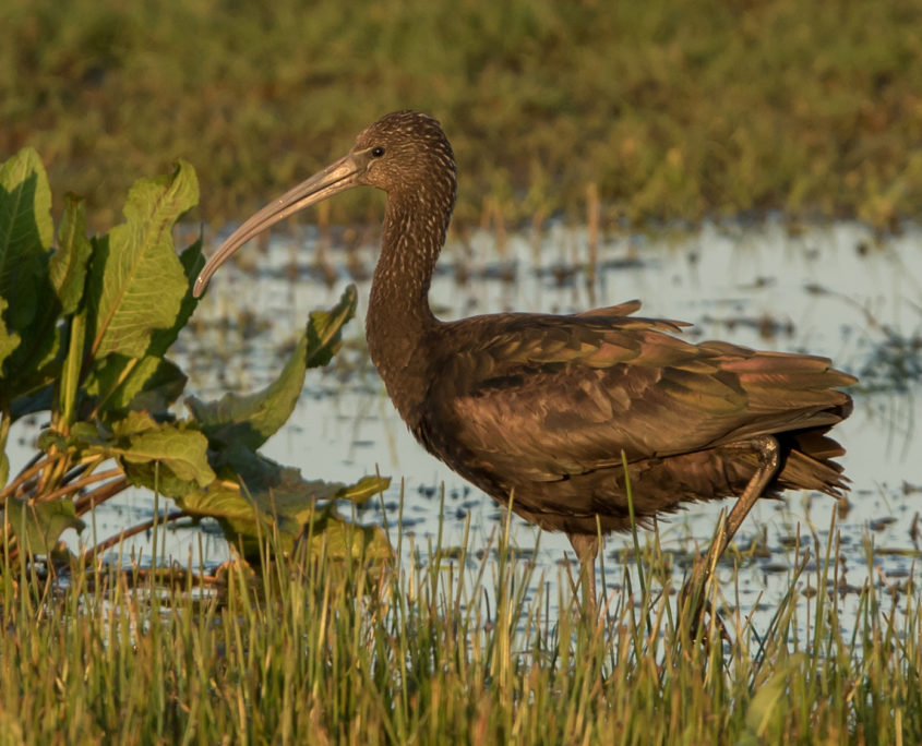 Glossy ibis