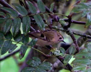 A Goldcrest (is lovely, isn’t it?) © Andy Wakelin