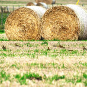 Golden plover in field