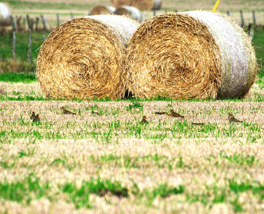 Golden plover in field