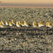 Flock of Golden plover