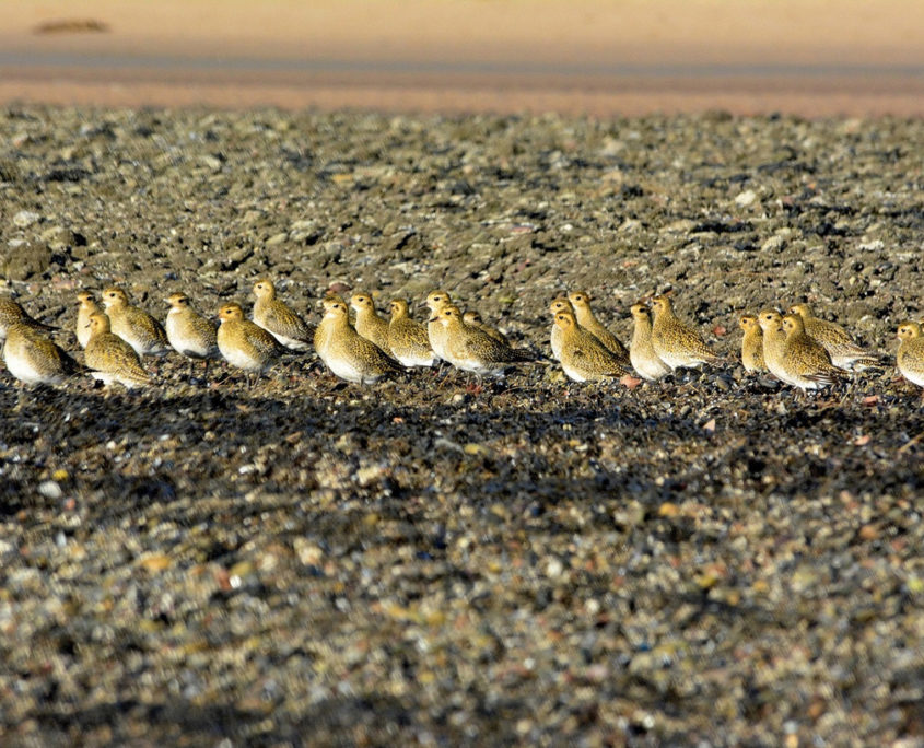 Flock of Golden plover