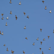 Golden plover in flight