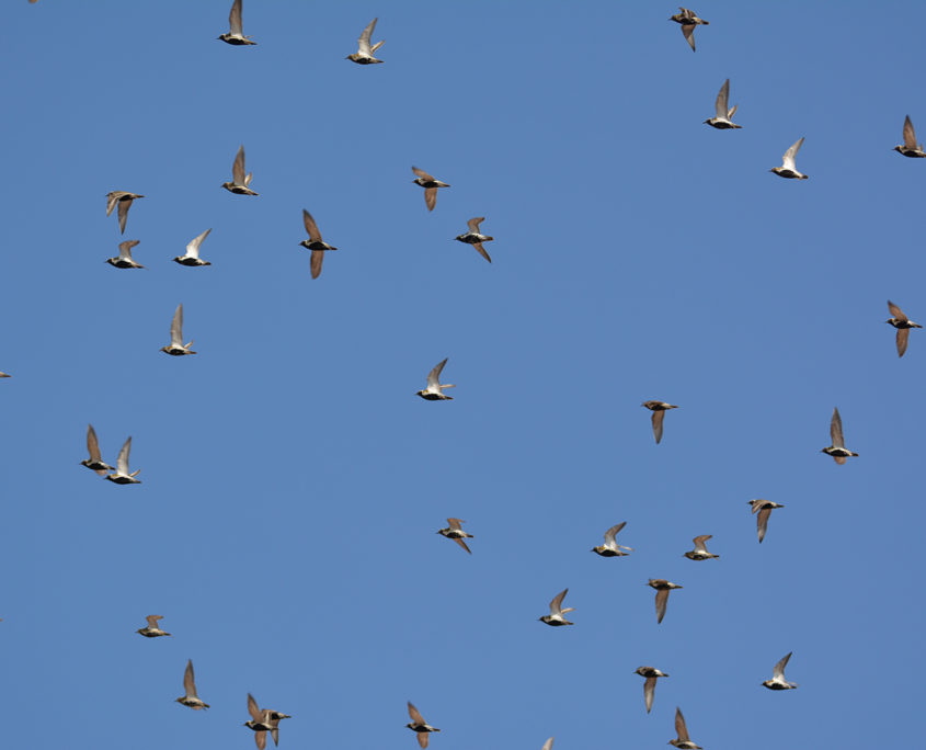 Golden plover in flight