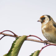 Goldfinch