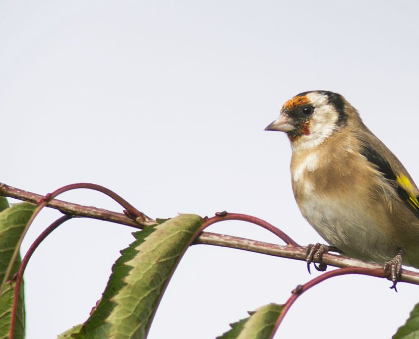 Goldfinch