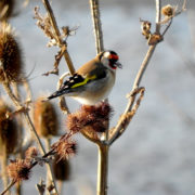 Goldfinch feeding