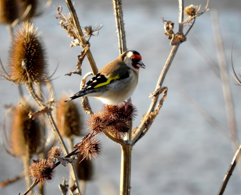 Goldfinch feeding