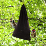 Goldfinch at feeder