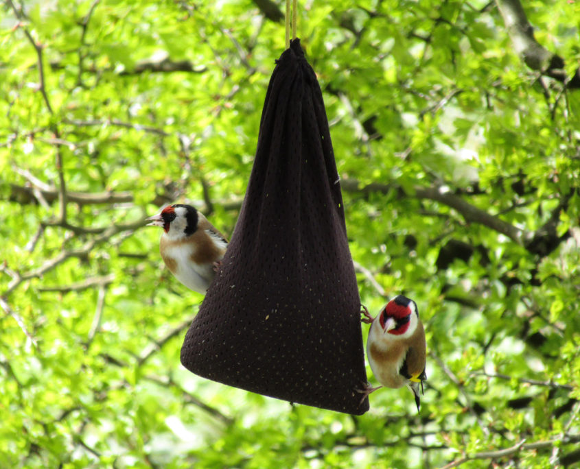 Goldfinch at feeder