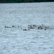 Goosander gaggle