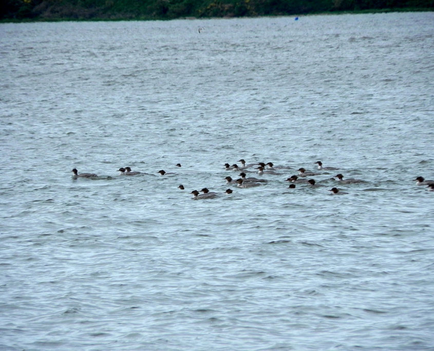 Goosander gaggle