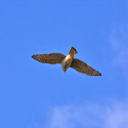 Goshawk (female)