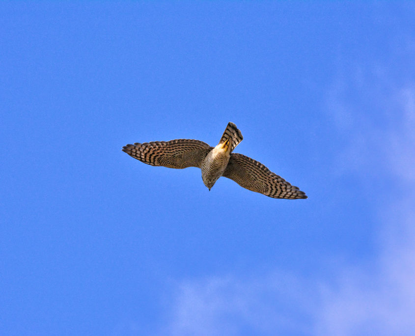 Goshawk (female)