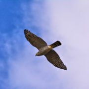 Goshawk (female)