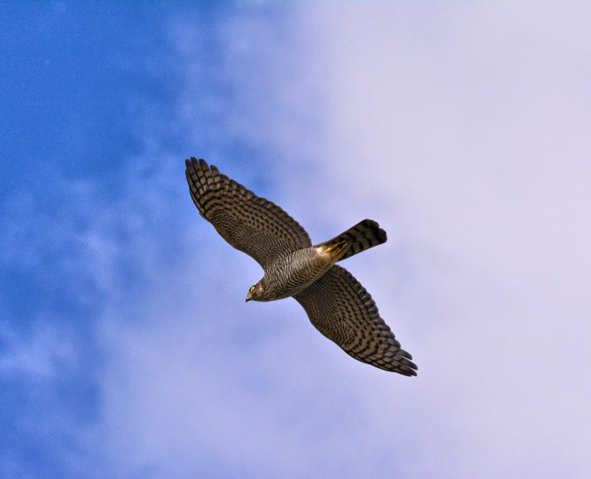 Goshawk (female)