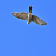 Goshawk (female)