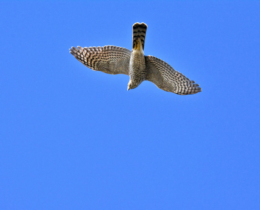 Goshawk (female)