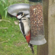 Great spotted woodpecker