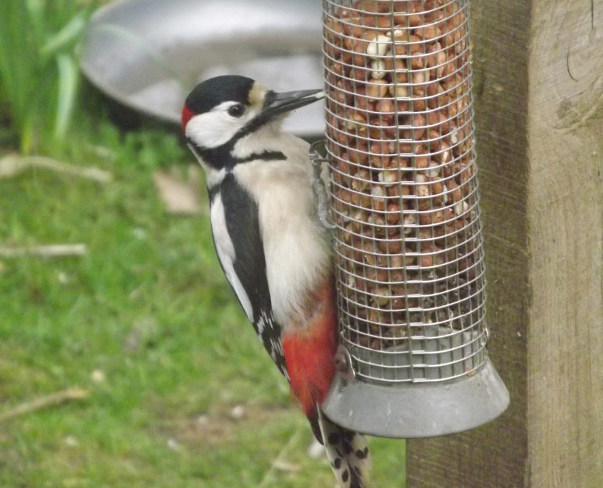 Great spotted woodpecker