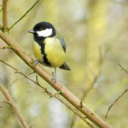 Great tit