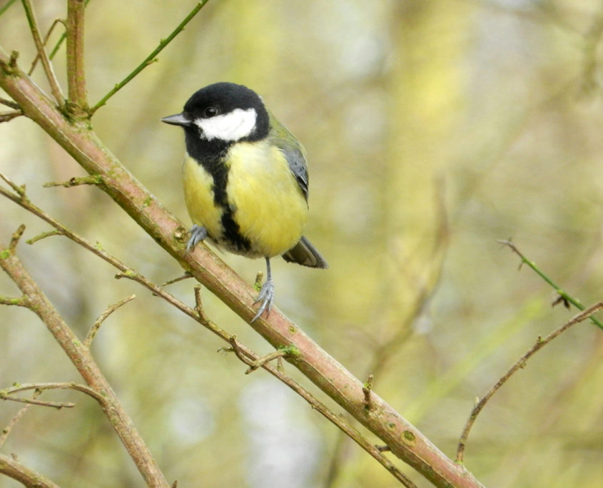 Great tit