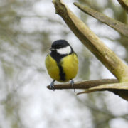 Great tit