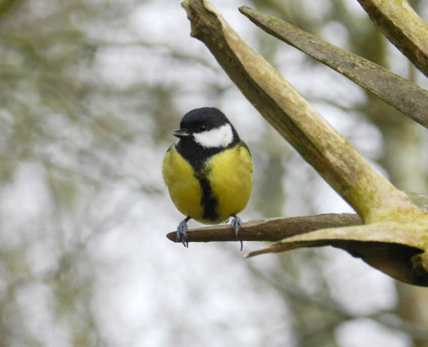 Great tit