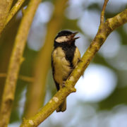 Great tit singing