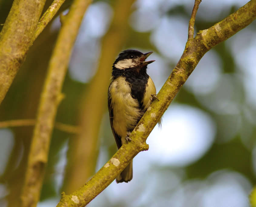 Great tit singing