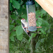 Great spotted woodpecker (juvenile)