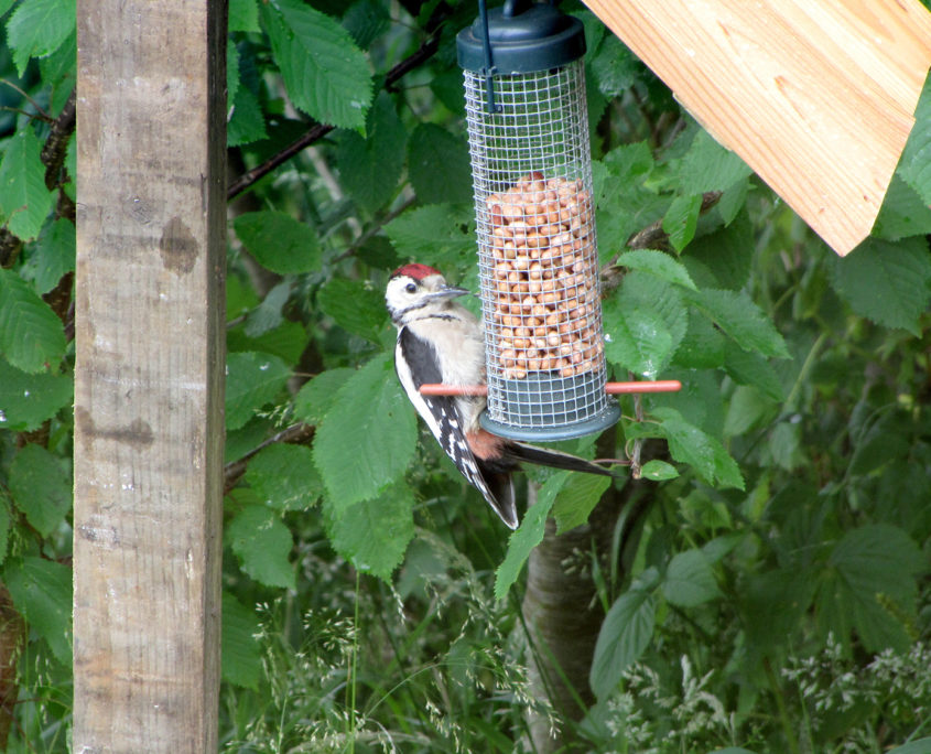 Great spotted woodpecker (juvenile)