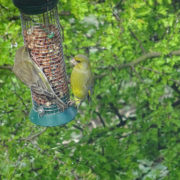 Greenfinch at feeder