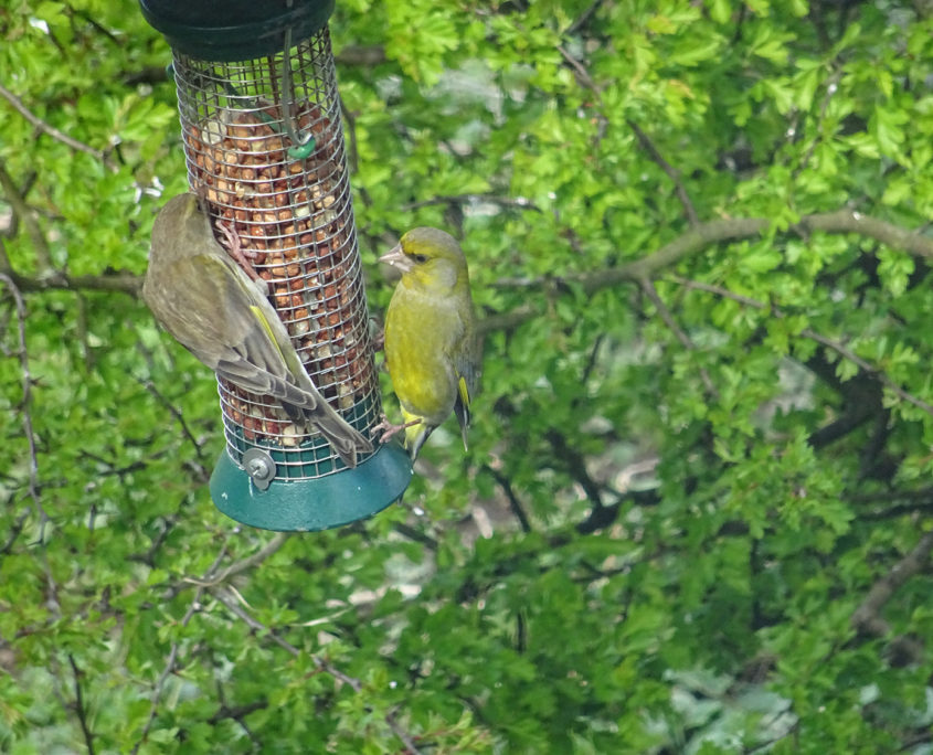 Greenfinch at feeder