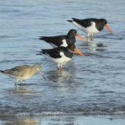 Greenshank and Oystercatcher geese 