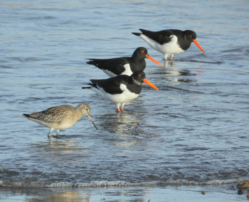 Greenshank and Oystercatcher geese 