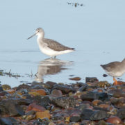 Greenshank and Redshank 