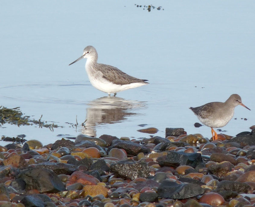 Greenshank and Redshank 