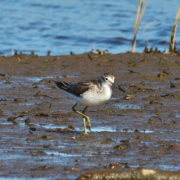 Greenshank