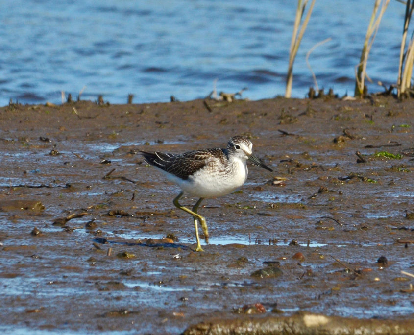 Greenshank