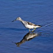 Greenshank