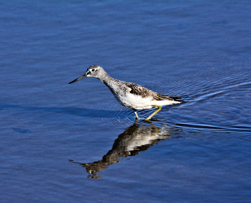 Greenshank