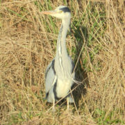 Grey heron