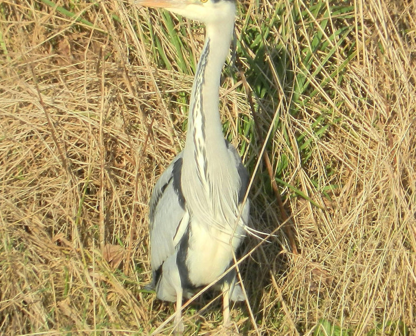 Grey heron