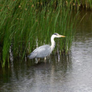 Grey heron